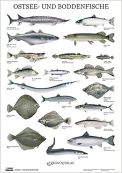 Ostsee- und Boddenfische - Poster: 4260225140202: Books - Amazon.ca